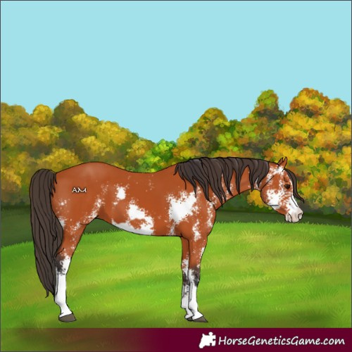 Horse Color:Bay Sabino  and Bay Sabino 