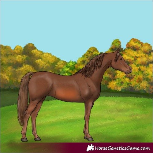 Horse Color:Chestnut 