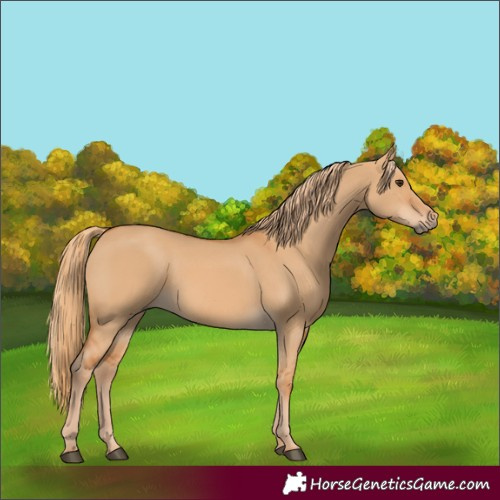 Horse Color:Red Dun 