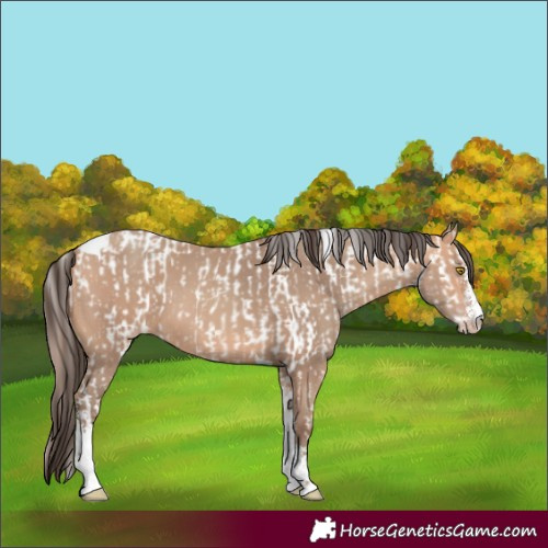 Horse Color:Amber Champagne Sabino Tobiano Appaloosa  and Amber Champagne Sabino Tobiano 