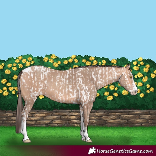 Horse Color:Amber Champagne Sabino Tobiano Appaloosa  and Amber Champagne Sabino Tobiano 