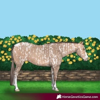 Horse Color:Amber Champagne Sabino Tobiano Leopard  and Amber Champagne Sabino Tobiano 
