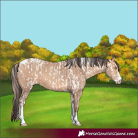 Horse Color:Amber Champagne Sabino Tobiano Appaloosa and Amber Champagne Sabino Tobiano