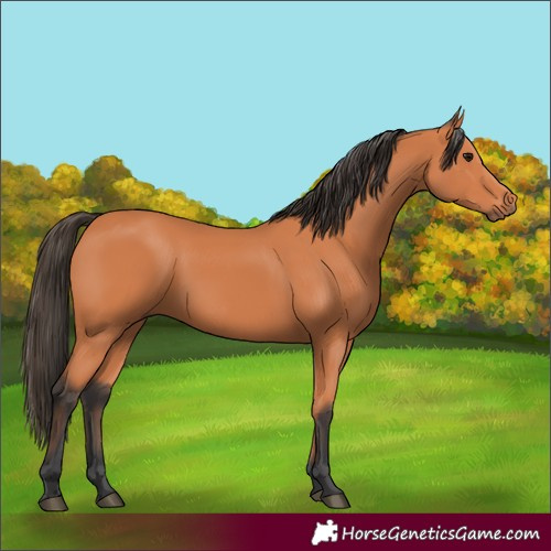 Horse Color:Bay 