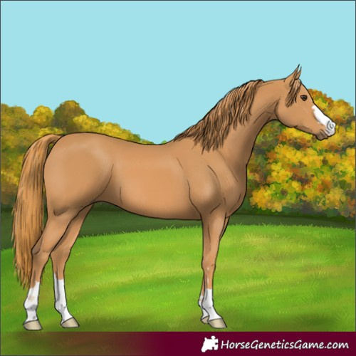 Horse Color:Chestnut 