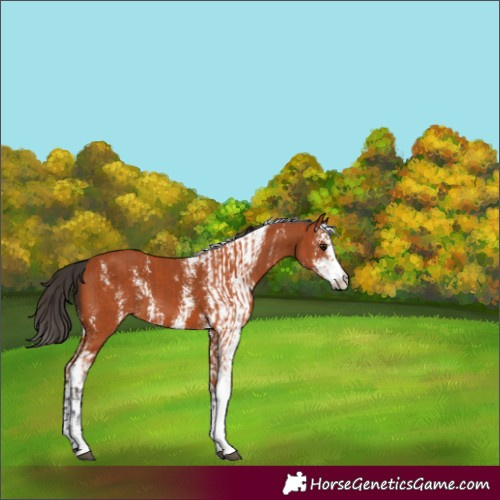 Horse Color:Bay Sabino  and Bay Sabino 