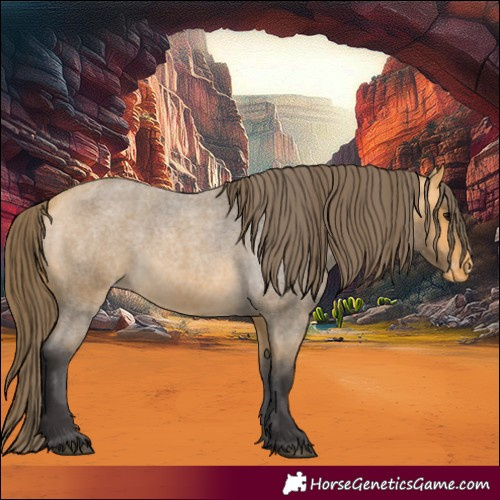Horse Color:Buckskin Roan Varnish