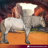 Horse Color:Buckskin Roan Appaloosa