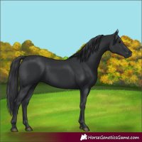 Horse Color:Black 