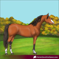 Horse Color:Bay 