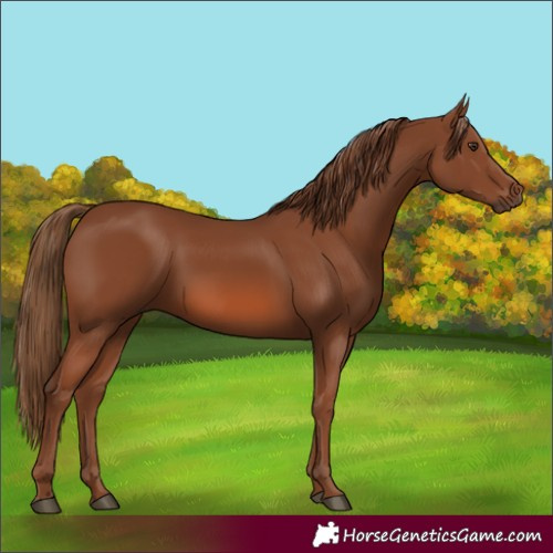 Horse Color:Chestnut 