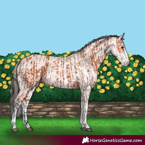 Horse Color:Bay Sabino and White Spotted Bay