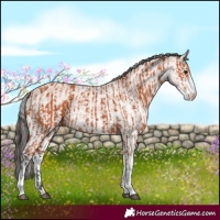 Horse Color:Bay Sabino  and White Spotted Bay 