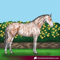 Horse Color:Bay Sabino  and White Spotted Bay 