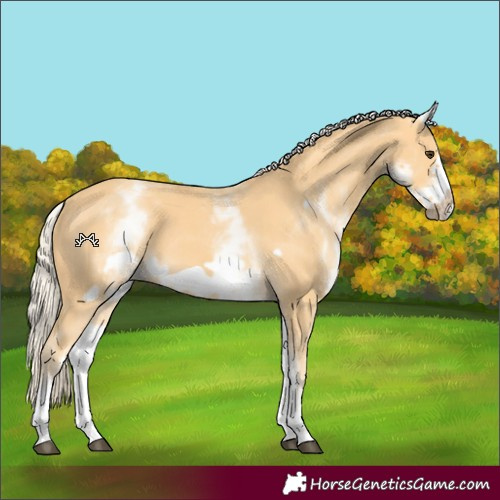 Horse Color:White Spotted Palomino Frame 