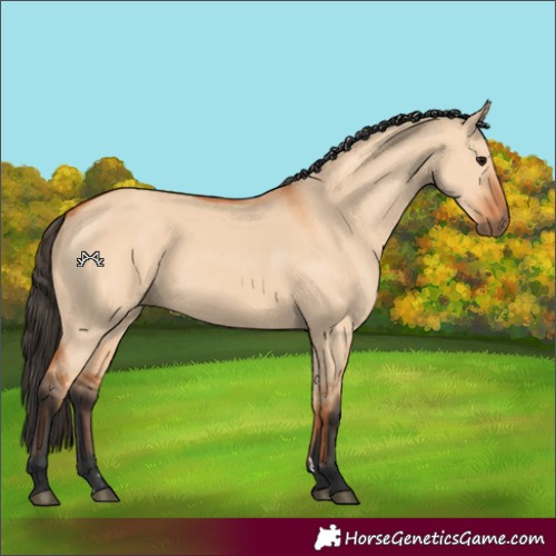Horse Color:Bay Dun 