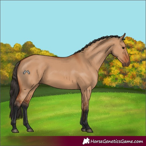 Horse Color:Bay Dun 