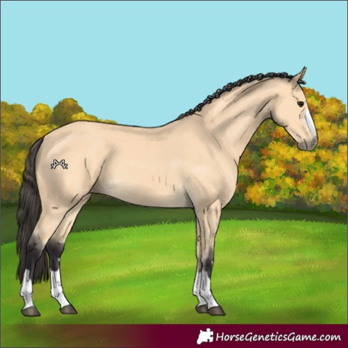 Horse Color:Buckskin 