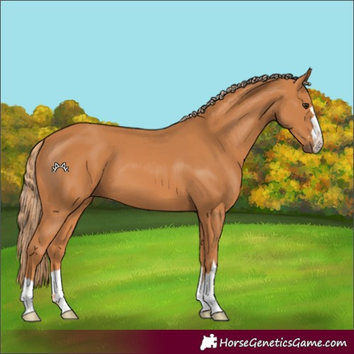 Horse Color:Chestnut 