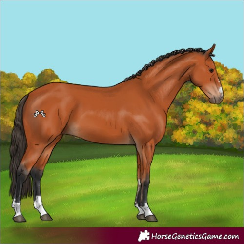 Horse Color:Bay 