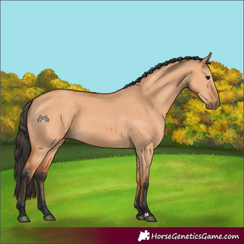 Horse Color:Bay Dun 