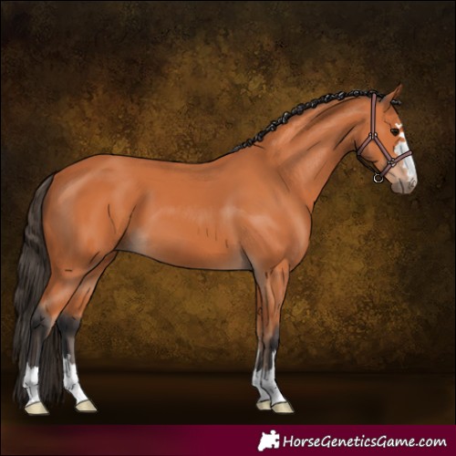 Horse Color:Bay 