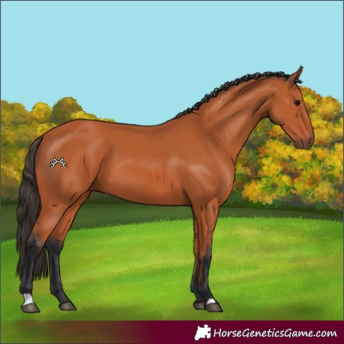 Horse Color:Bay 