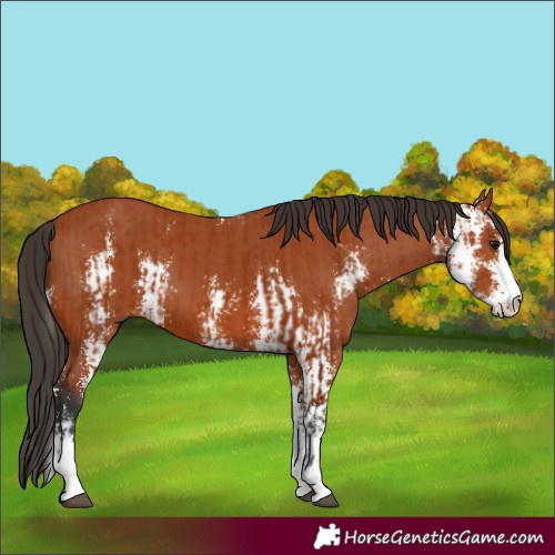 Horse Color:Bay Sabino  and Bay Sabino 