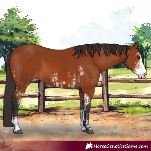 Horse Color:Bay Sabino  and Bay Sabino 