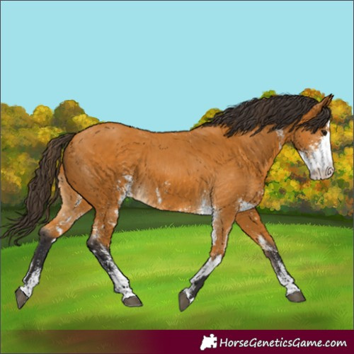 Horse Color:Unknown 