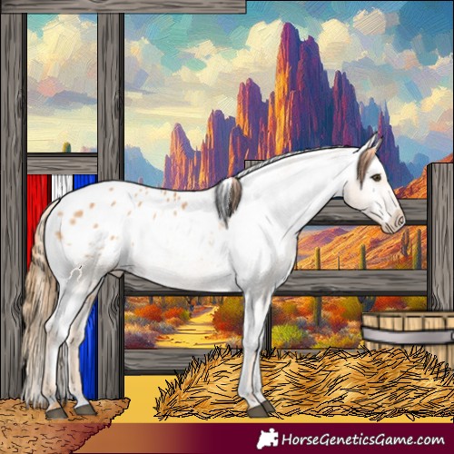 Horse Color:Chestnut Appaloosa 