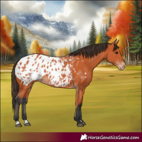 Horse Color:Bay Blanket