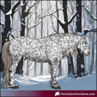 Horse Color:Smoky Black Appaloosa Rabicano