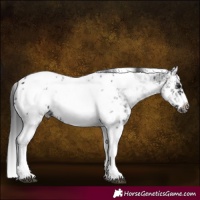 Horse Color:White Spotted Black Splash Tobiano Frame Near Leopard 