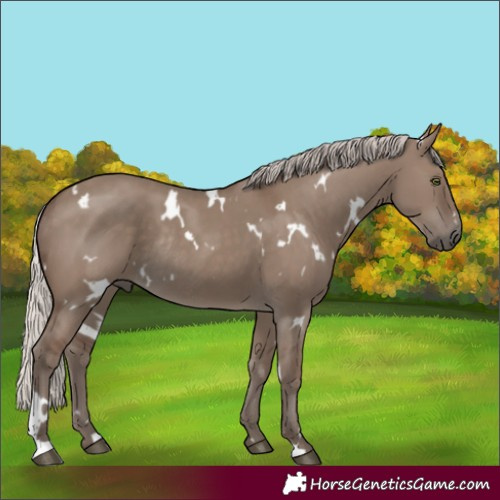 Horse Color:White Spotted Silver Grullo Rabicano