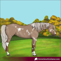Horse Color:White Spotted Silver Grullo Rabicano