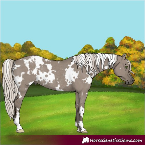 Horse Color:White Spotted Silver Grullo Rabicano