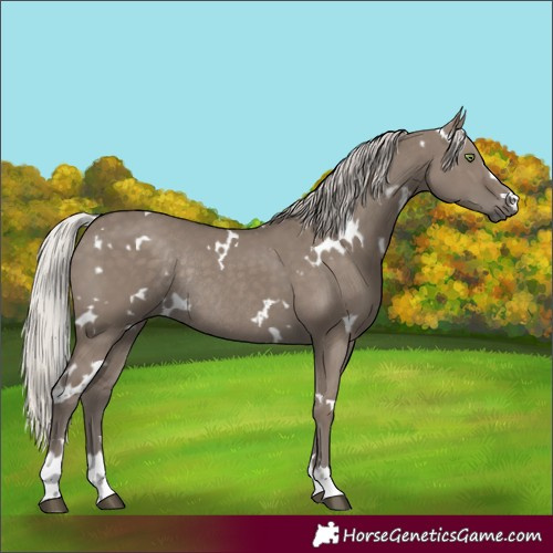 Horse Color:White Spotted Silver Grullo Rabicano