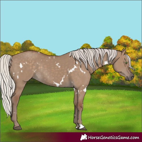 Horse Color:White Spotted Silver Grullo Rabicano 