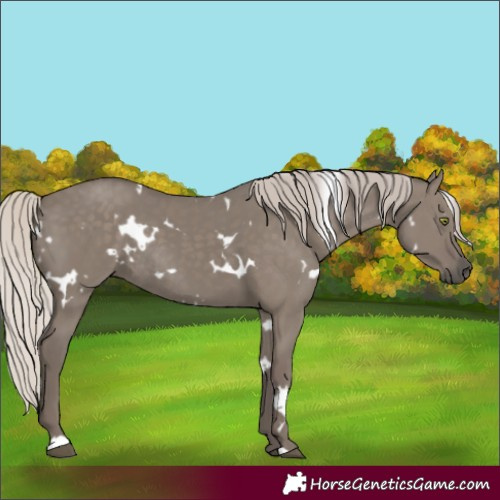 Horse Color:White Spotted Silver Grullo Rabicano 