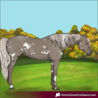 Horse Color:White Spotted Silver Grullo Rabicano