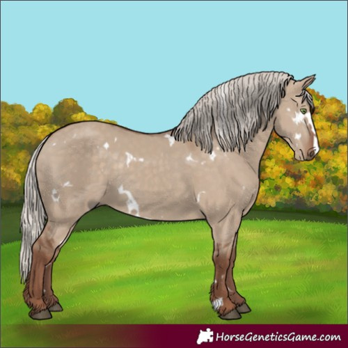 Horse Color:White Spotted Silver Grullo Rabicano 