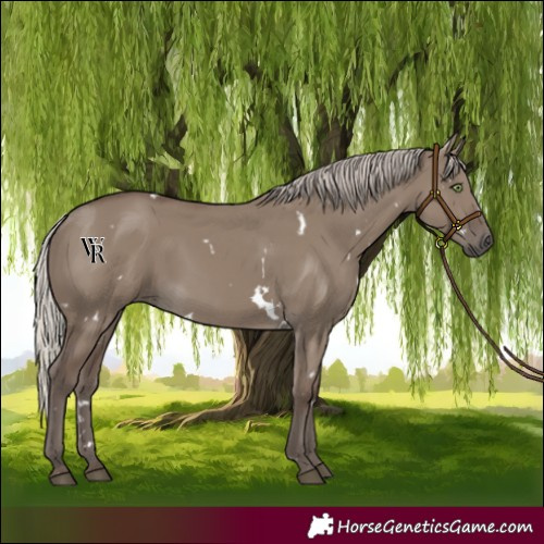 Horse Color:White Spotted Silver Grullo Rabicano