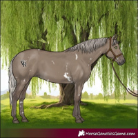 Horse Color:White Spotted Silver Grullo Rabicano