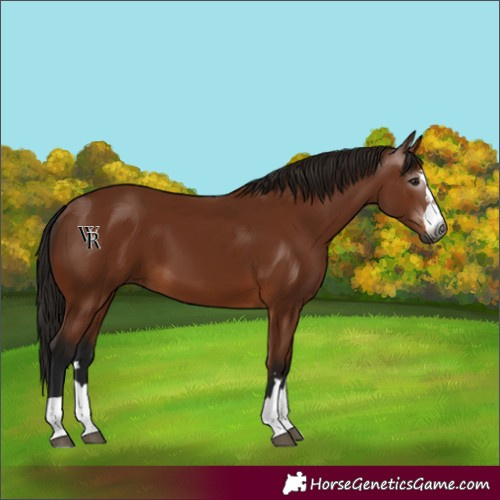 Horse Color:Gray Bay 