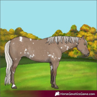 Horse Color:White Spotted Silver Grullo Rabicano