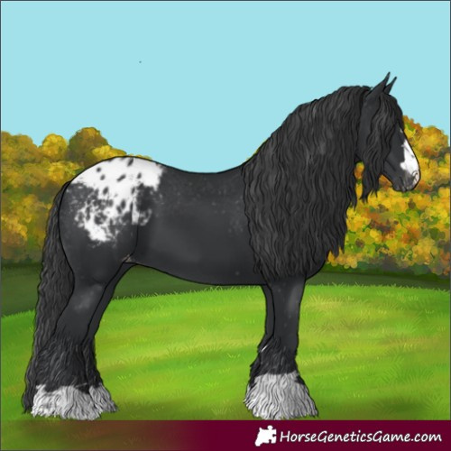 Horse Color:Black Appaloosa 