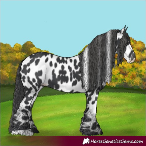Horse Color:Black Appaloosa