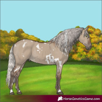 Horse Color:White Spotted Silver Grullo Rabicano 