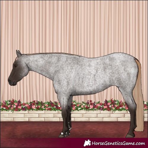Horse Color:Liver Red Roan Rabicano